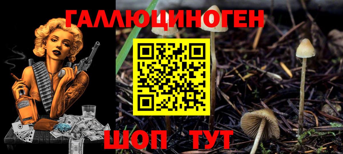 Новороссийск  Псилоцибиновые грибы MAGIC MUSHROOMS  купить наркотик  Галлюциногенные грибы Psilocybine cubensis  Вход с VPN 